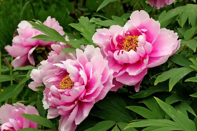 Manfaat Bunga Peony