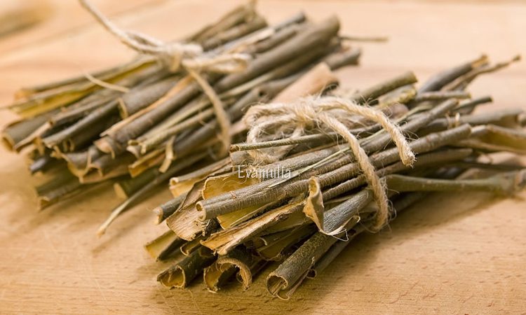 Eva Mulia - Klinik Kecantikan - Perawatan Wajah - Manfaat Willow Bark Untuk Mengatasi Jerawat - Pohon willow bark atau sering disebut pohon dedalu terdiri dari beberapa jenis. Biasanya ekstrak willow bark untuk kecantikan paling banyak diambil dari white willow bark yang berasal dari white willow tree.